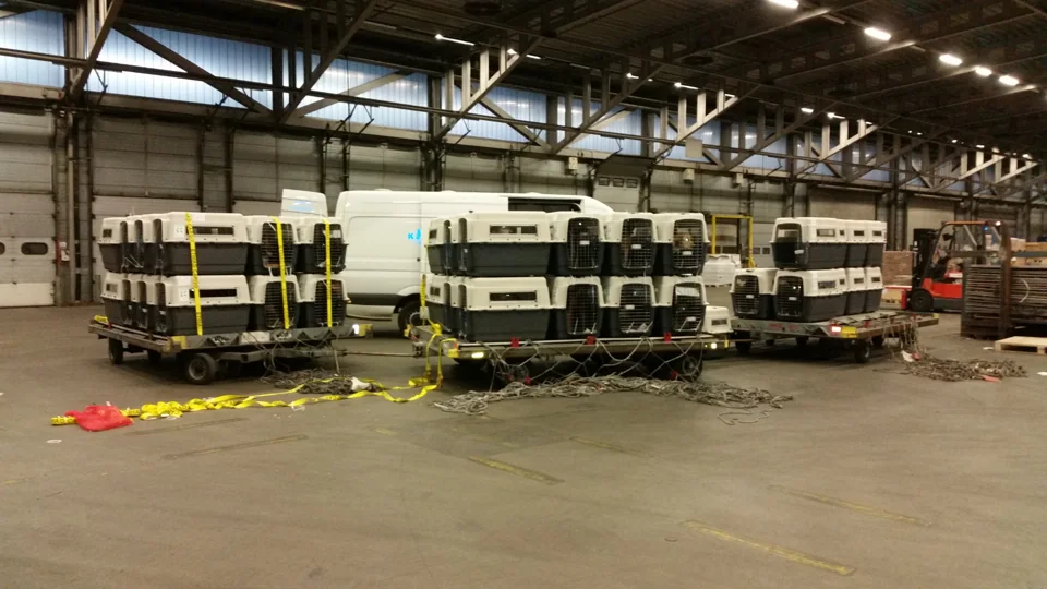 Transport kennels prepared for working-dog delivery